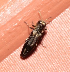 Agrilus derasofasciatus