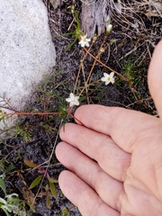 Pharnaceum elongatum