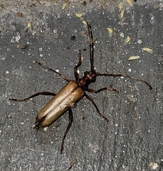 Centrodera
