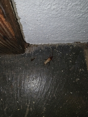 Centrodera
