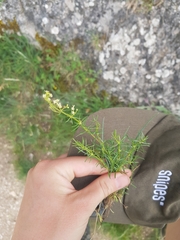 Galium pusillum