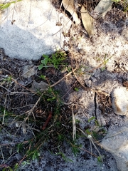 Pharnaceum elongatum