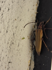 Centrodera