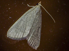 Hypsopygia albidalis