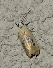 Ponometia venustula