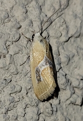 Ponometia venustula