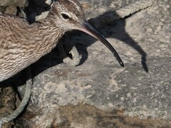 Numenius phaeopus