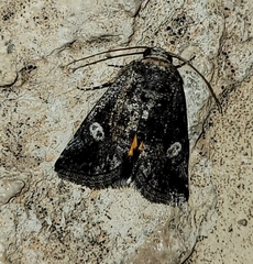 Copanarta aurea