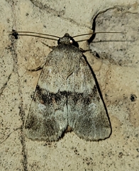 Properigea continens