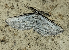 Nepterotaea
