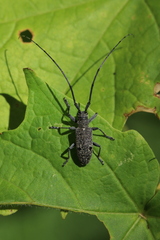 Microgoes oculatus