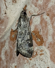 Loxostege allectalis