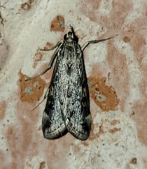 Loxostege allectalis