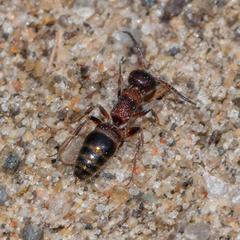 Myrmosa unicolor