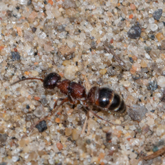 Myrmosa unicolor