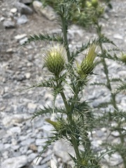 Cirsium eatonii clokeyi