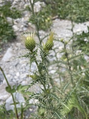 Cirsium eatonii clokeyi