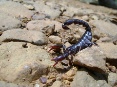 Bothriurus bonariensis
