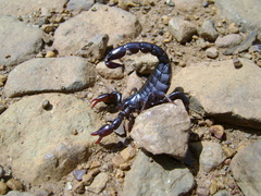Bothriurus bonariensis