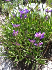Penstemon