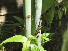 Danaus plexippus