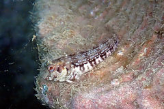 Parablennius goreensis