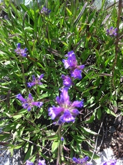 Penstemon