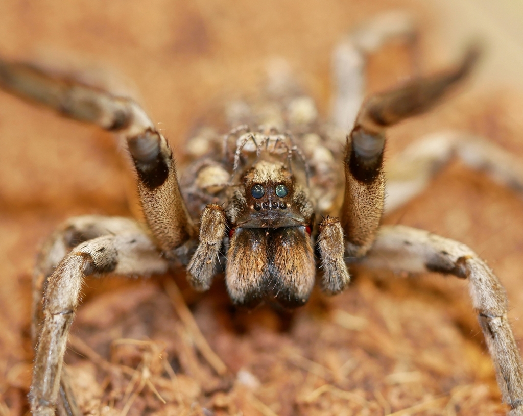Carolina wolf spider (Hogna carolinensis)