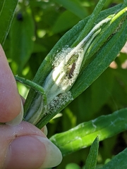 Vanessa virginiensis
