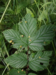 Dasineura ulmaria