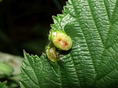 Dasineura ulmaria