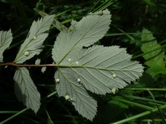 Dasineura ulmaria