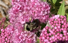 Bombus rufocinctus