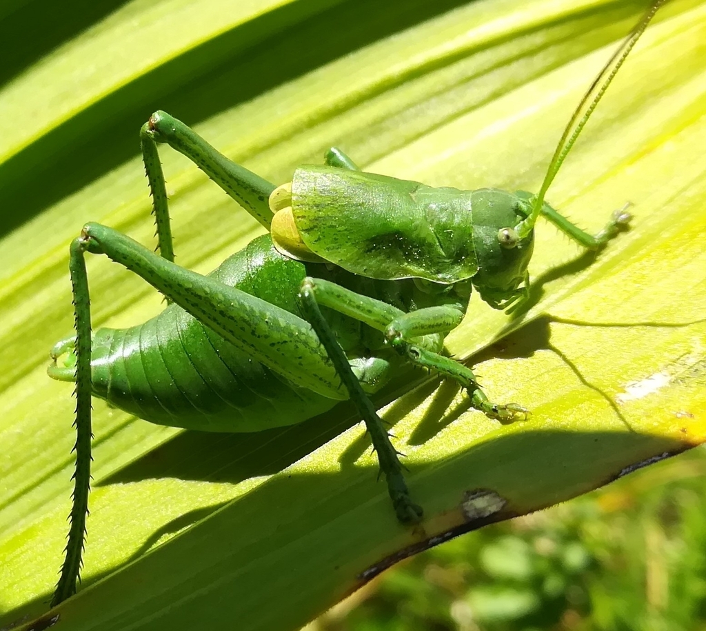 Short-tailed Bull Bush-cricket