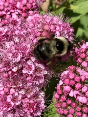 Bombus rufocinctus