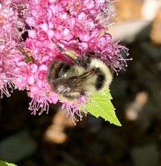 Bombus rufocinctus