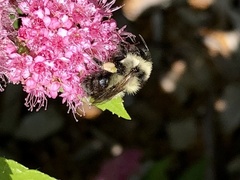 Bombus rufocinctus