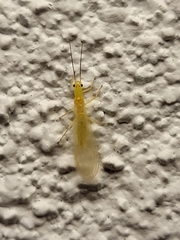 Alloperlini
