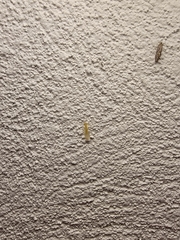 Alloperlini