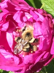 Bombus bimaculatus