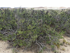 Prosopis denudans