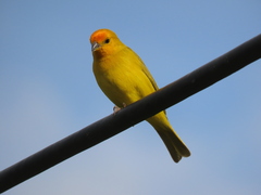 Sicalis flaveola flaveola