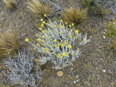 Senecio filaginoides