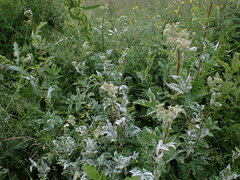 Podosphaera filipendulae