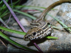 Contomastix lacertoides