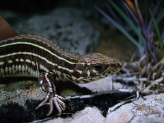 Contomastix lacertoides