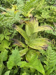 Veratrum dahuricum