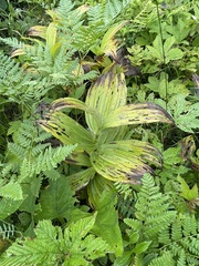 Veratrum dahuricum