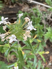 Collomia grandiflora