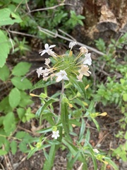 Collomia grandiflora